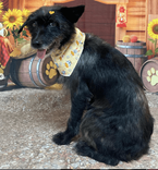 Cão