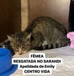 Gato