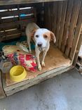 Cão