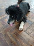 Cão