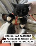 Gato