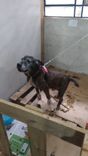 Cão
