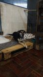 Cão