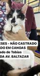 Gato