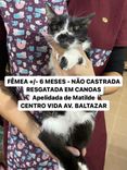 Gato
