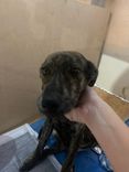 Cão