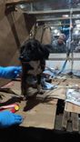 Cão