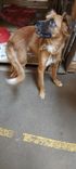 Cão