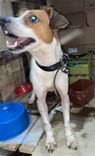 Cão