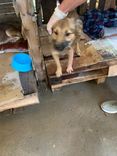 Cão