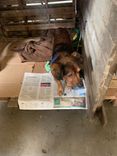 Cão