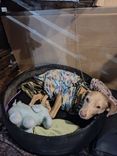Cão