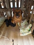 Cão