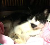 Gato