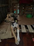 Cão
