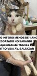 Gato