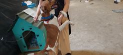 Cão