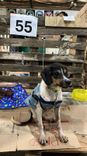 Cão