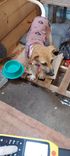 Cão