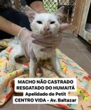 Gato