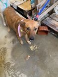 Cão