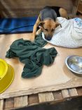 Cão