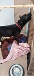 Cão