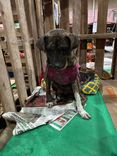 Cão
