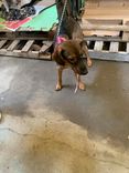 Cão