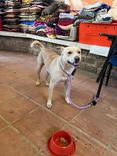 Cão