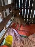 Cão