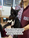 Gato