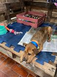 Cão