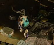 Cão
