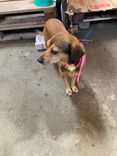Cão
