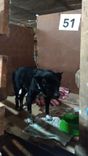 Cão