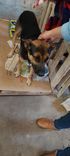 Cão