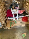 Cão