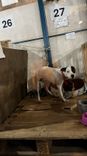 Cão