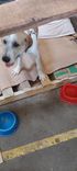 Cão