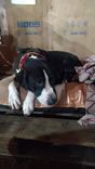 Cão