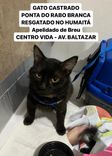 Gato