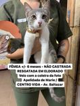 Gato