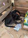 Cão