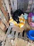Cão