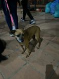 Cão