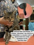 Gato