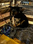 Cão