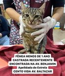 Gato