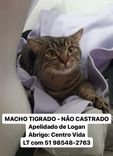Gato